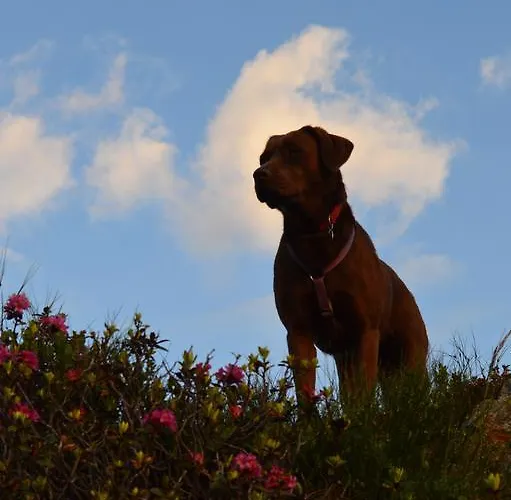 Tirolerhof פלאכאו